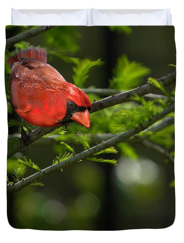 Birds Duvet Cover featuring the photograph Male Cardinal by Larry Marshall