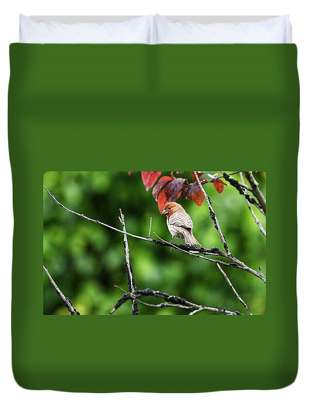 House Finch Duvet Cover featuring the photograph Male House Finch in Tree by Evan Foster