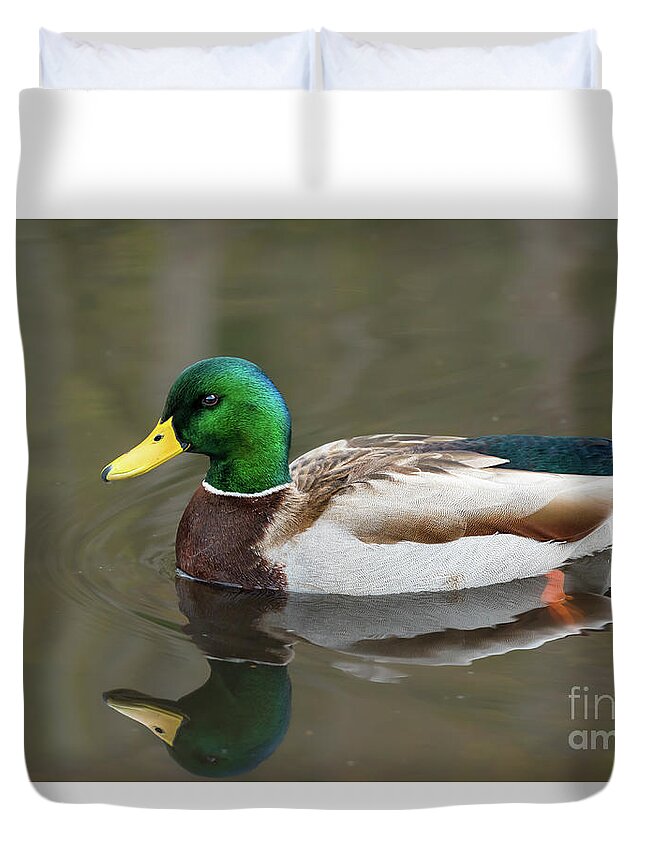 Anas Platyrhynchos Duvet Cover featuring the photograph Male Mallard Duck in a Pond in Seattle by Nancy Gleason