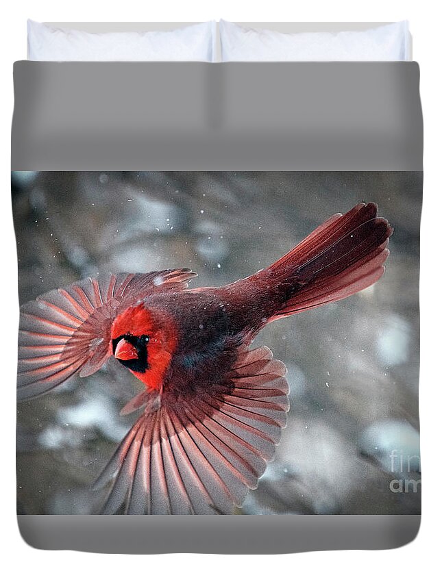 Northern Cardinal Duvet Cover featuring the photograph Male Northern Cardinal in a Snow Storm by Sandra Rust
