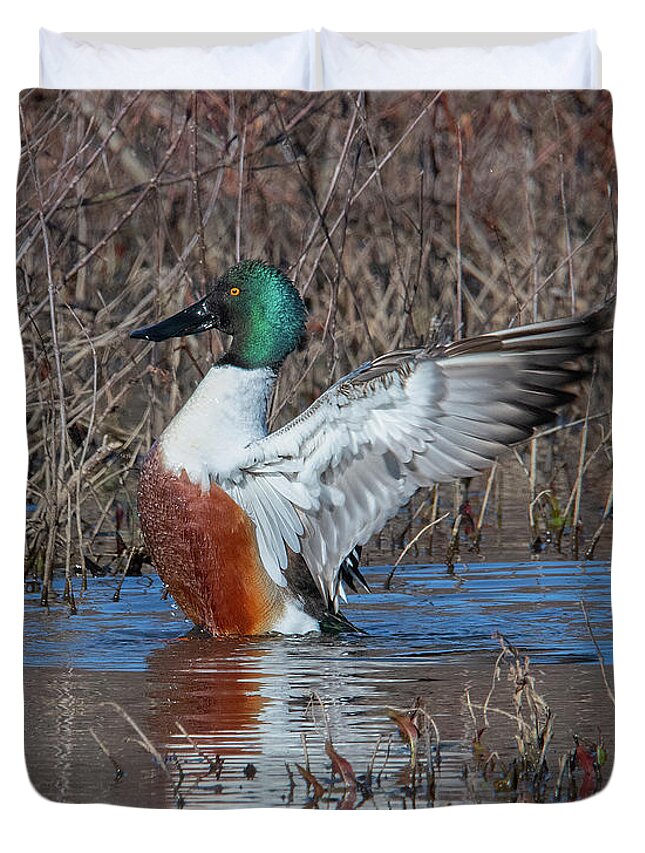 Nature Duvet Cover featuring the photograph Male Northern Shoveler Drying off after Bathing DWF0235 by Gerry Gantt