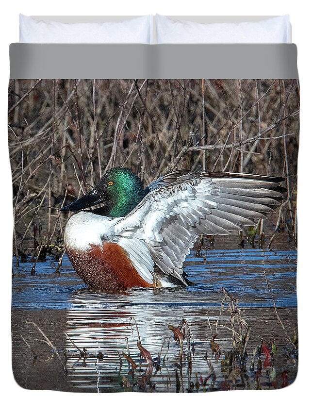 Nature Duvet Cover featuring the photograph Male Northern Shoveler Drying off after Bathing DWF0236 by Gerry Gantt