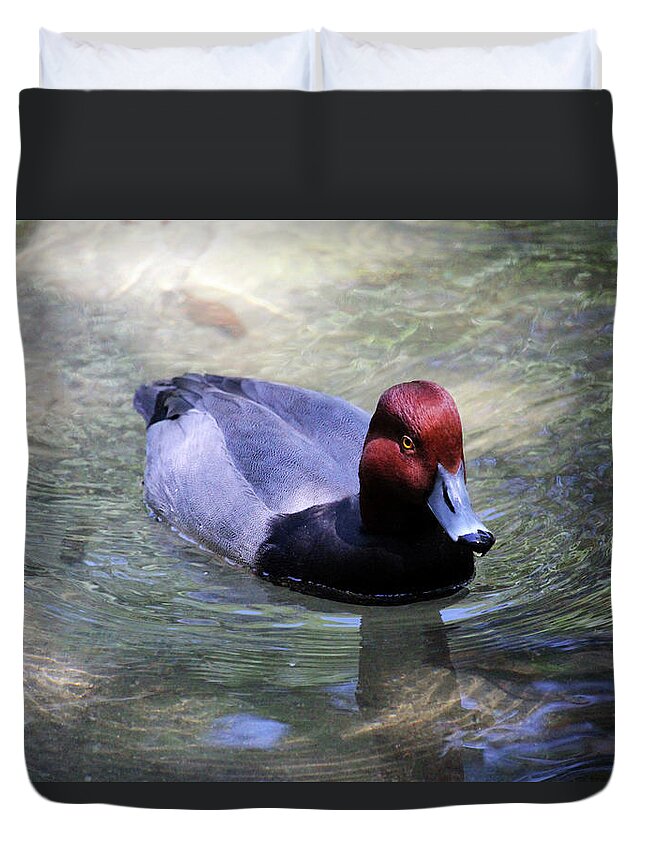 Redhead Duck Duvet Cover featuring the photograph Male Redhead Duck by Cynthia Guinn