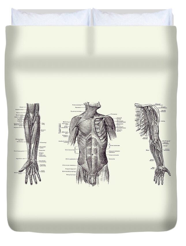 Median Nerve Duvet Cover featuring the drawing Male Upper Body Muscular System - Multi-View - Vintage Anatomy 2 by Vintage Anatomy Prints