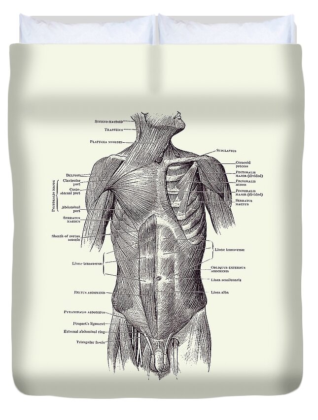 Male Muscular System Duvet Cover featuring the drawing Male Upper Body Muscular System - Vintage Anatomy 2 by Vintage Anatomy Prints