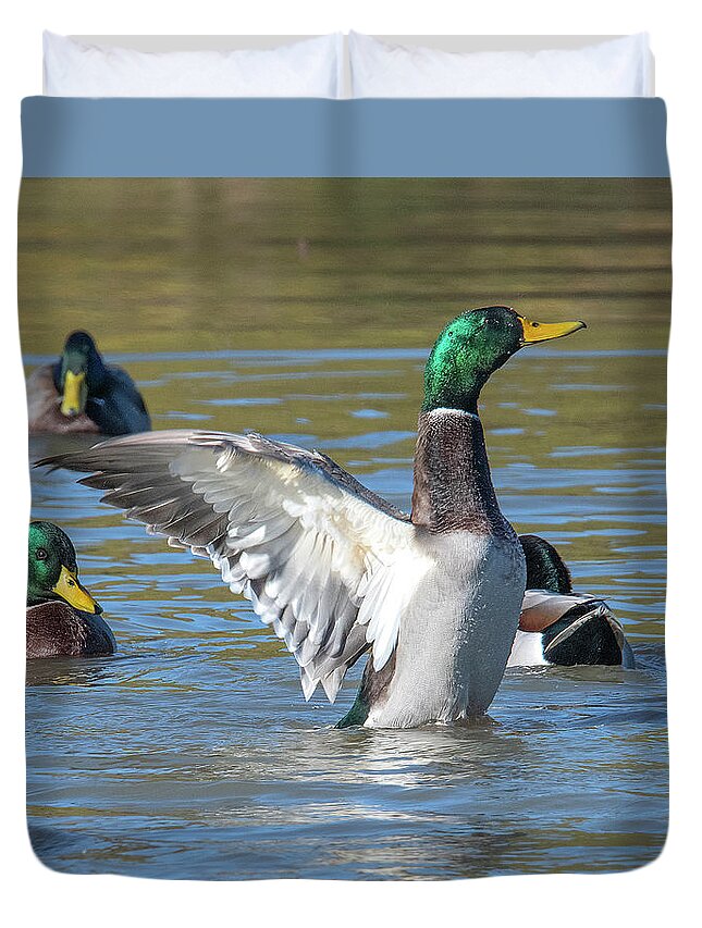 Nature Duvet Cover featuring the photograph Mallard Drake Flapping His Wings DWF0205 by Gerry Gantt