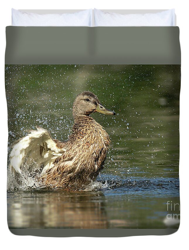 Mallard Duvet Cover featuring the photograph Mallard Hen Duck Splashing in Water by Nikki Vig