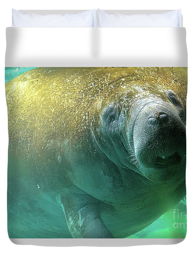 Manatee Duvet Cover featuring the photograph Manatee feeding underwater by Benny Marty