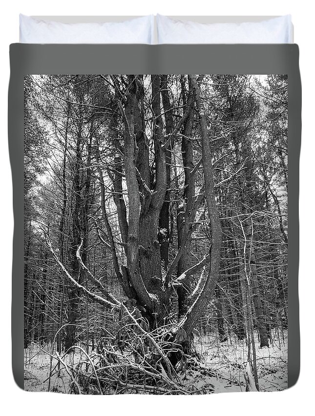 Mangled Fir Tree In Simcoe Forest Duvet Cover featuring the photograph Mangled Tree by James Canning