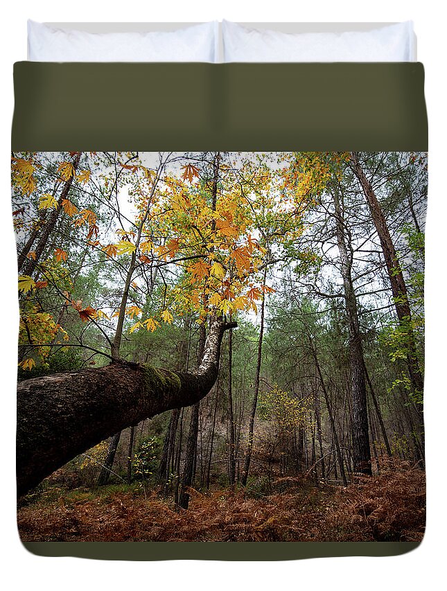 Autumn Duvet Cover featuring the photograph Maple tree with yellow leaves in autumn in a forest . Troodos Cyprus by Michalakis Ppalis