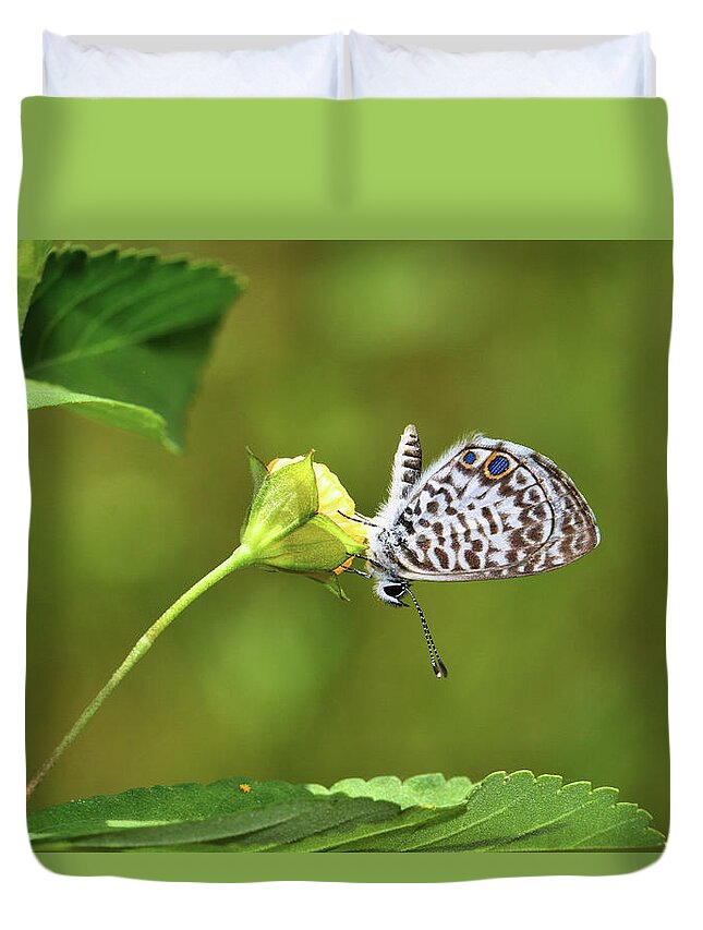 Butterfly Duvet Cover featuring the photograph Marine Blue by Gary Yost