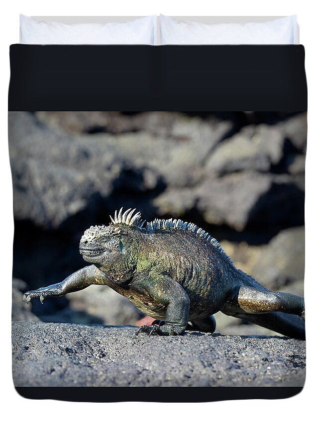 Republic Of Ecuador Duvet Cover featuring the photograph Marine Iguana, Amblyrhynchus cristatus, walking, Punta Espinosa, Fernandina Island, Galapagos Islands, Ecuador by Kevin Oke