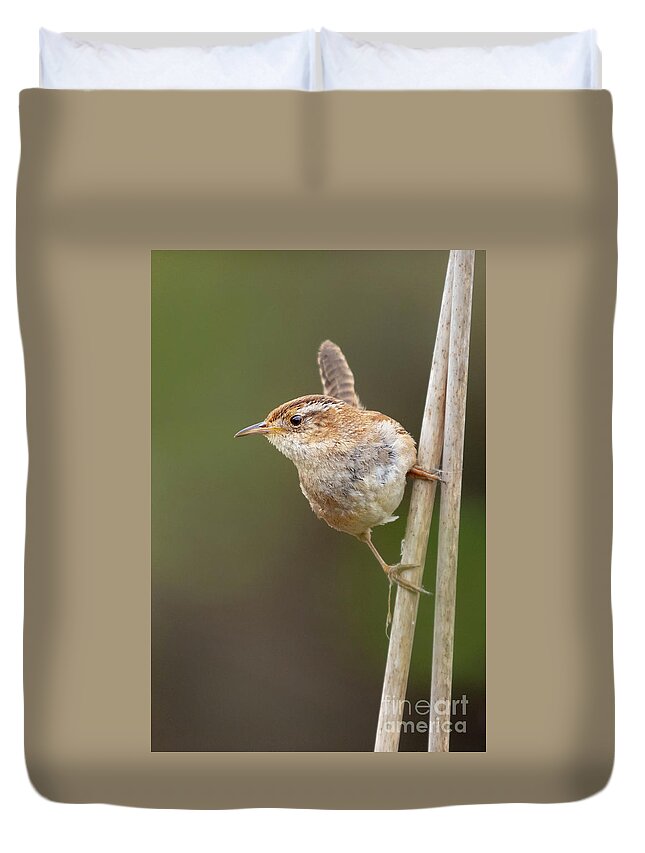 Cattail Duvet Cover featuring the photograph Marsh Wren Perches on Reeds #3 by Nancy Gleason