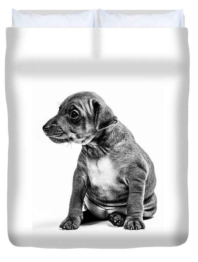 White Ground Duvet Cover featuring the photograph Miniatur Pinscher Puppy by Gunnar Orn Arnason