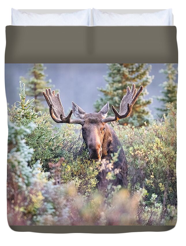 Moose Duvet Cover featuring the photograph Moose Bull Grazing in the Early Morning Light v2 by Tony Hake