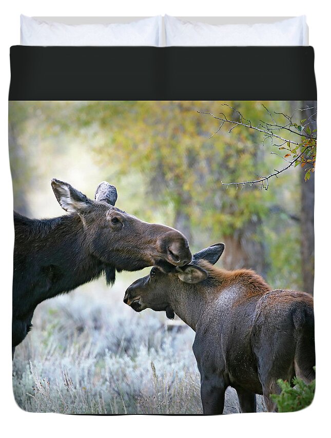 Moose Duvet Cover featuring the photograph Moose Cow and Calf Five by Jean Clark