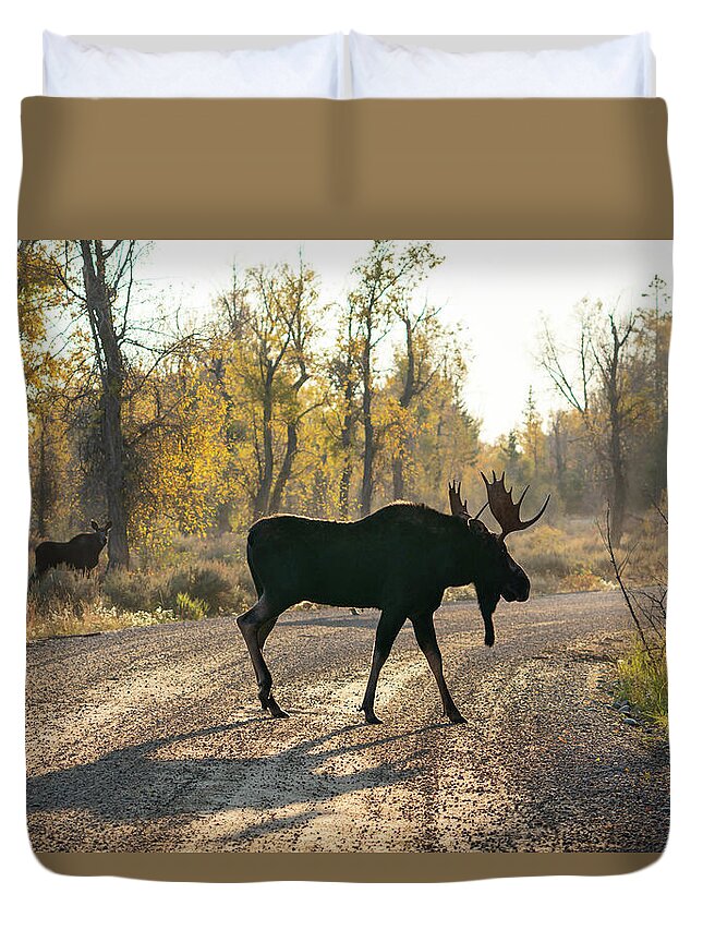 Moose Duvet Cover featuring the photograph Moose in the Road by Wesley Aston