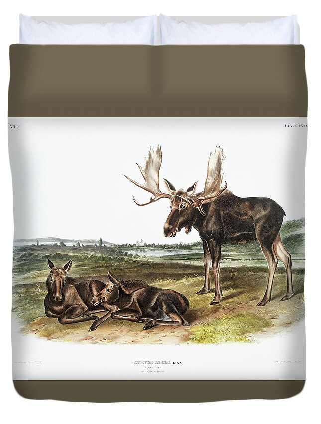 America Duvet Cover featuring the mixed media Moose. John Woodhouse Audubon Illustration by World Art Collective