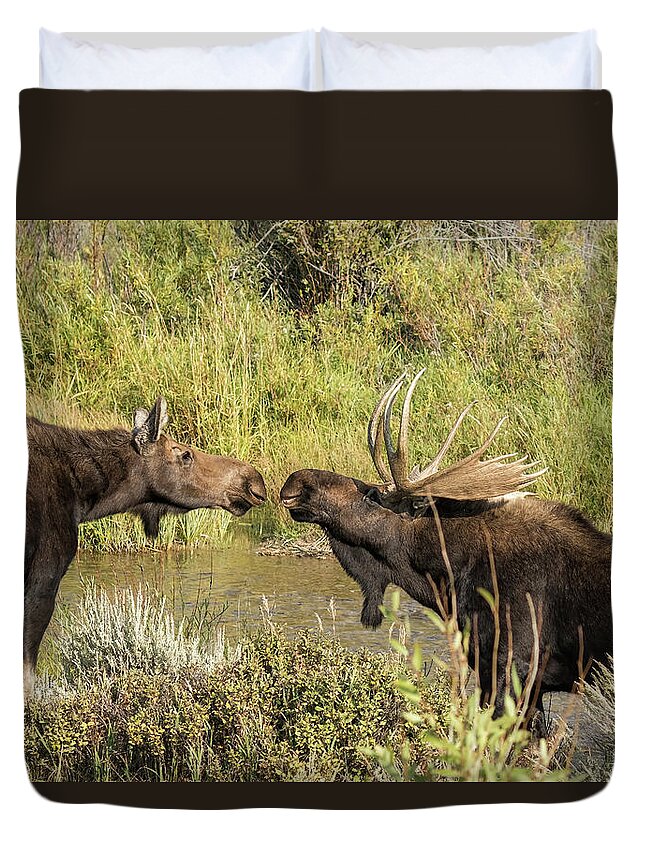 Bull Moose Duvet Cover featuring the photograph Moose Love, No. 1 by Belinda Greb
