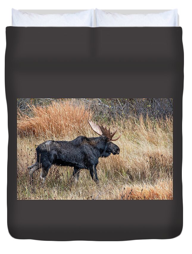 Wyoming Duvet Cover featuring the photograph Moose on the Move, Grand Teton National Park by Marcy Wielfaert
