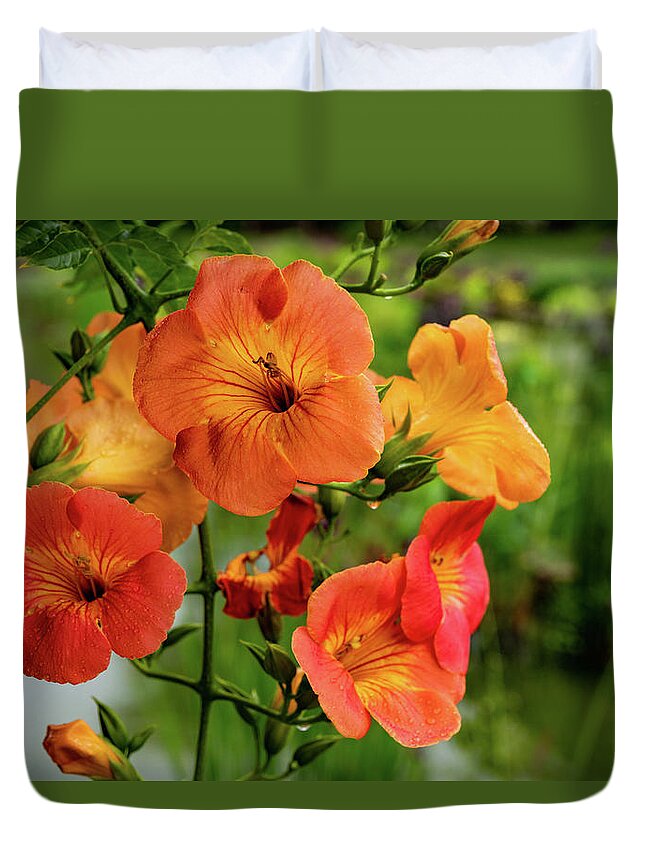 Campsis Grandiflora 'morning Calm' Duvet Cover featuring the photograph Morning Calm by Kevin Suttlehan