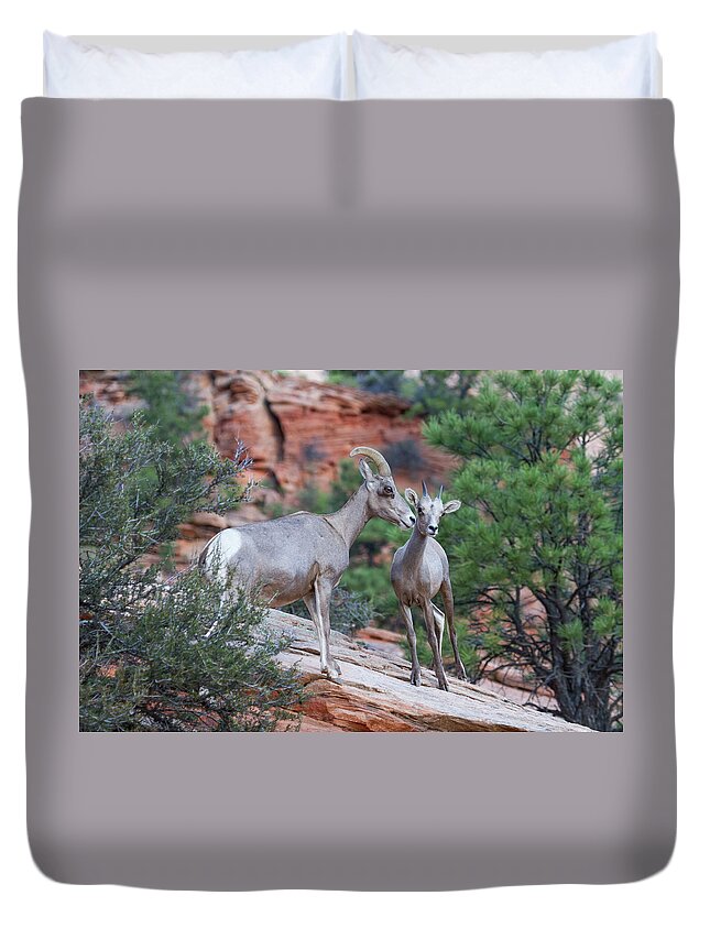 Zion Duvet Cover featuring the photograph Mother and Lamb by James Marvin Phelps