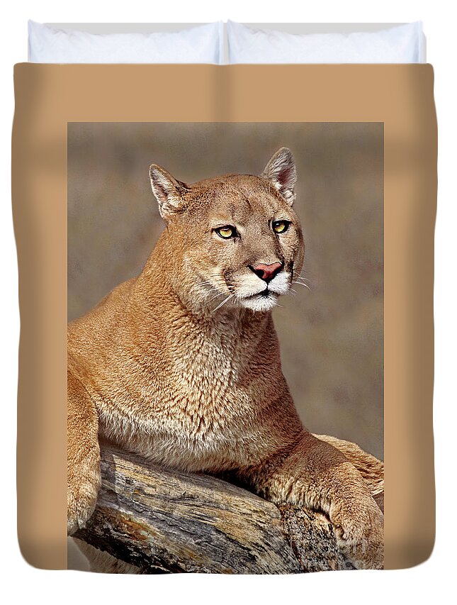 Dave Welling Duvet Cover featuring the photograph Mountain Lion Portrait Vertical by Dave Welling