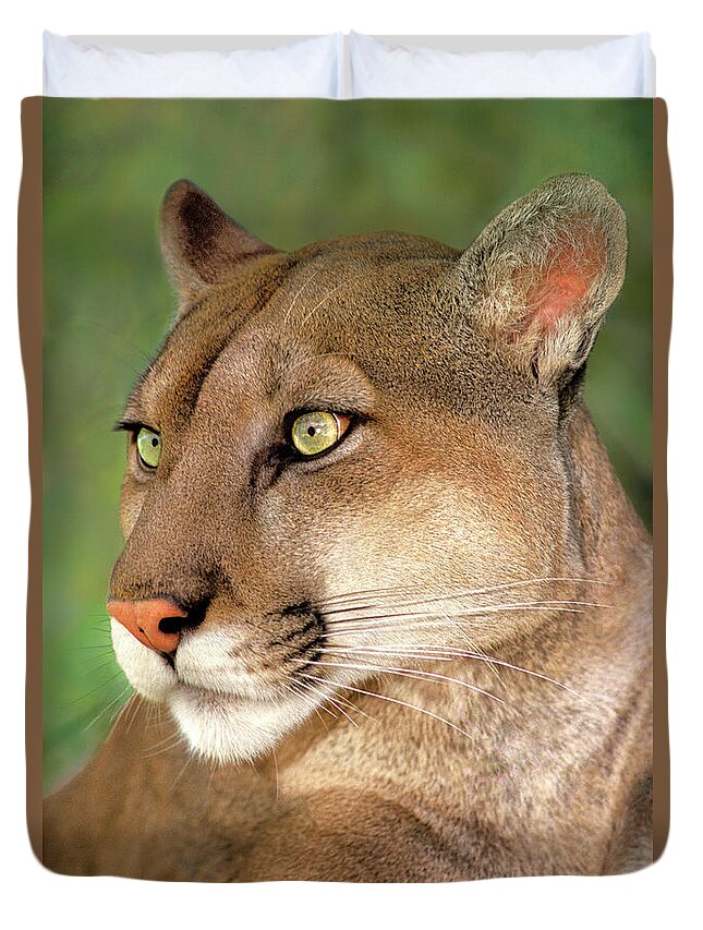Mountain Lion Duvet Cover featuring the photograph Mountain Lion Portrait Wildlife Rescue by Dave Welling