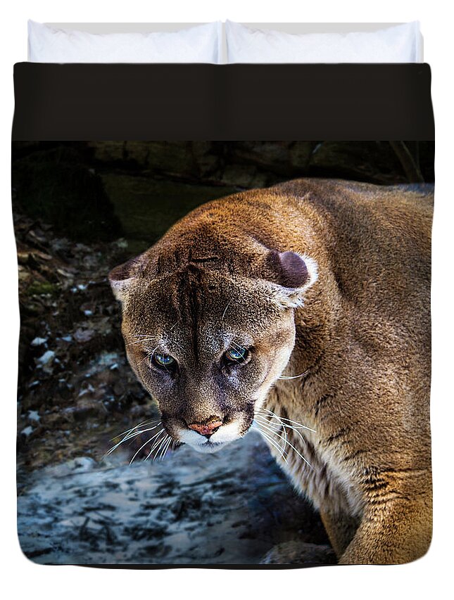 Canada Duvet Cover featuring the photograph Mountain Lion Stare Down by Tracy Munson