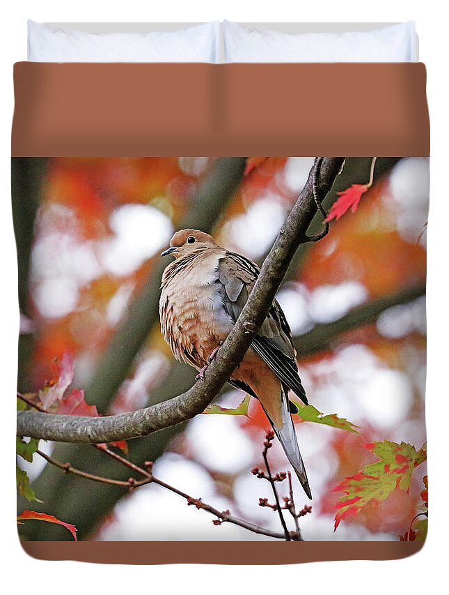Dove Duvet Cover featuring the photograph Mourning Dove In Fall Maple Tree by Debbie Oppermann