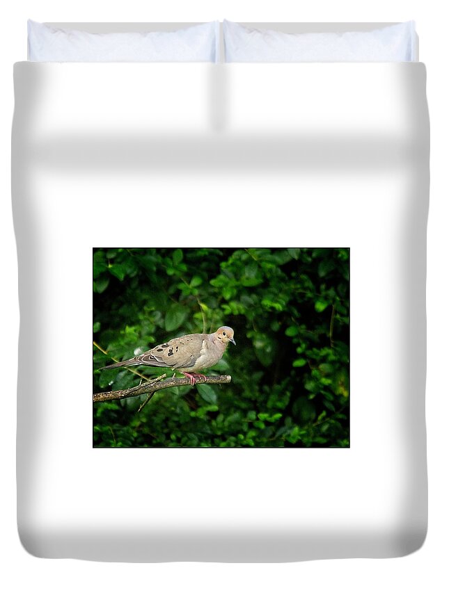 Mourning Dove Duvet Cover featuring the photograph Mourning Dove by John Benedict