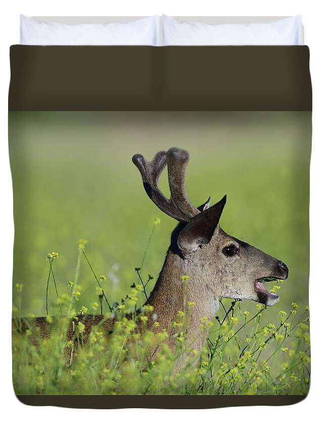Mule Deer Duvet Cover featuring the photograph Mule Deer Munching on Mustards Plants - Rancho, San Antonio Park, Cupertino by Amazing Action Photo Video