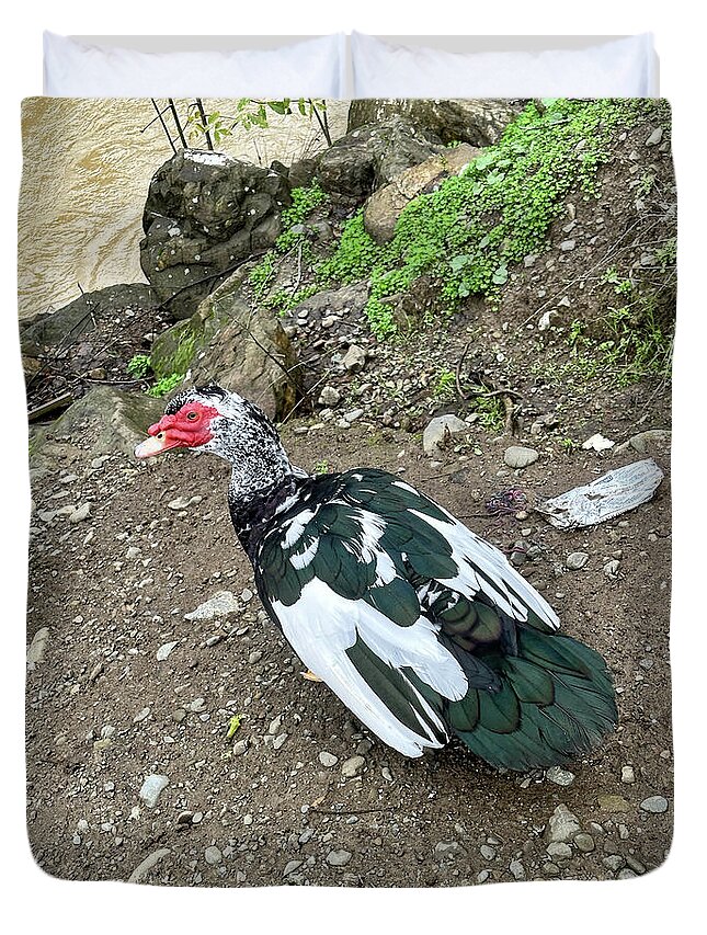  Cairina Moschata Duvet Cover featuring the photograph Muscovy Duck - Cairina moschata by Amazing Action Photo Video