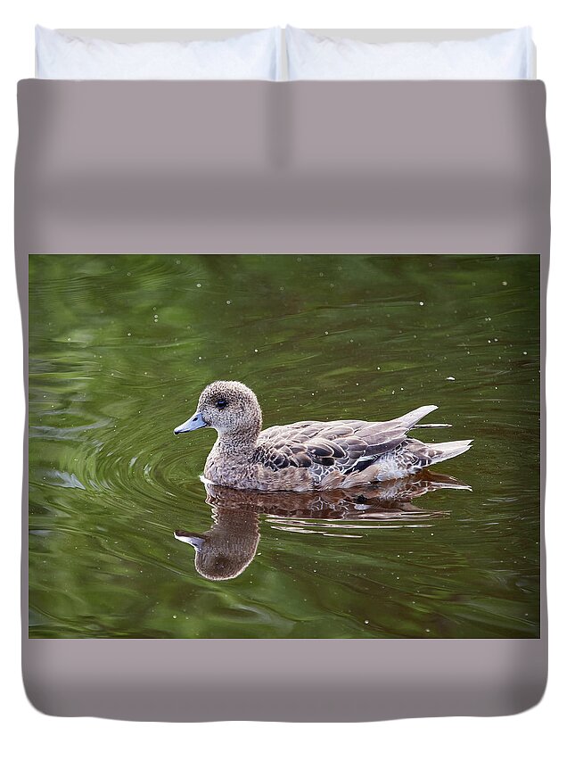 Anas Penelope Duvet Cover featuring the photograph Natural blond. Eurasian wigeon by Jouko Lehto