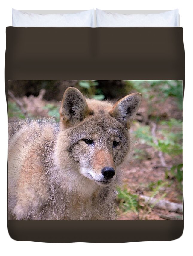 - New Hampshire Coyote Duvet Cover featuring the photograph - New Hampshire Coyote by THERESA Nye