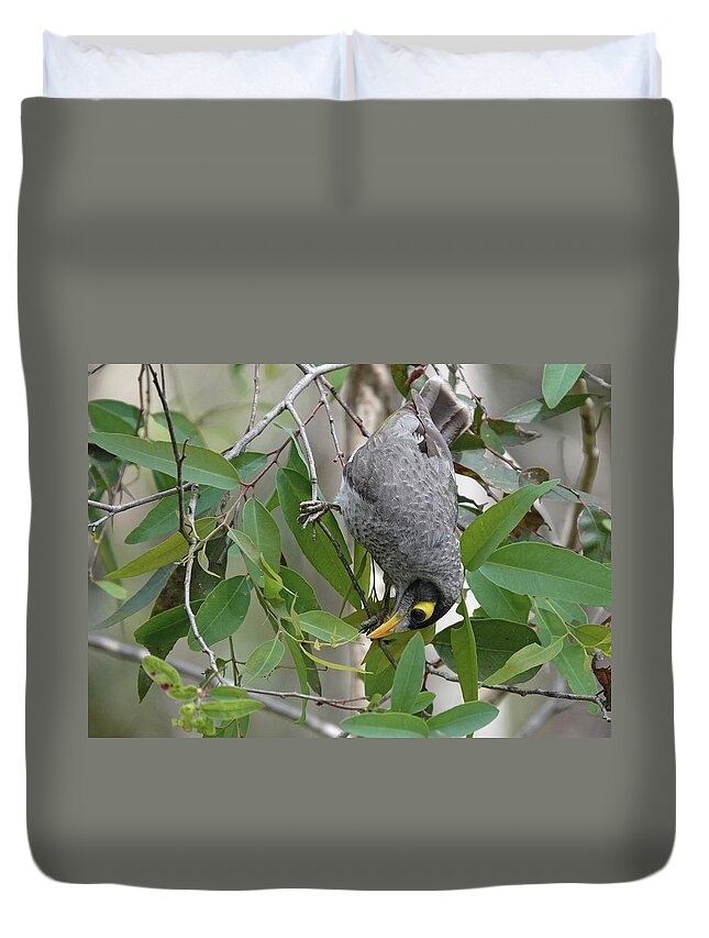 Animals Duvet Cover featuring the photograph Noisy Miner by Maryse Jansen