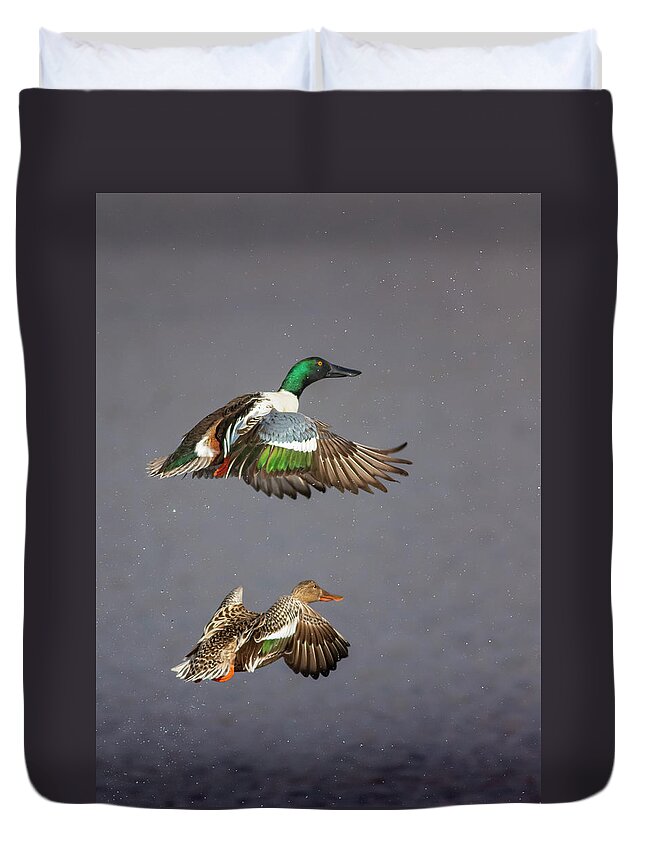 Wildlife Reserve Duvet Cover featuring the photograph Northern Shoveler Pair Lift Off by Mark Miller