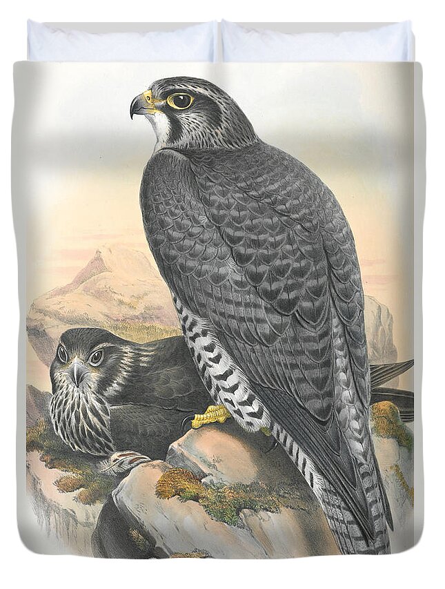 Norwegian Gyrfalcon Duvet Cover featuring the drawing Norwegian Gyrfalcon. John Gould by World Art Collective