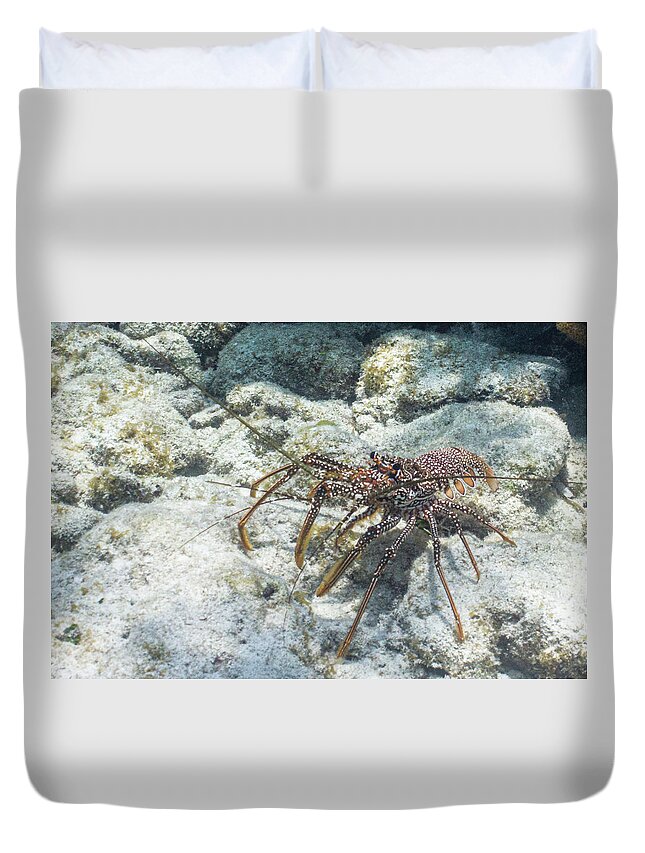 Animals Duvet Cover featuring the photograph Not From Maine by Lynne Browne