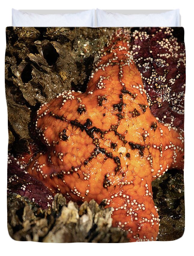 Bandon Duvet Cover featuring the photograph Ochre Star by Catherine Avilez