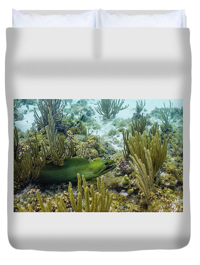 Animals Duvet Cover featuring the photograph On the Prowl by Lynne Browne