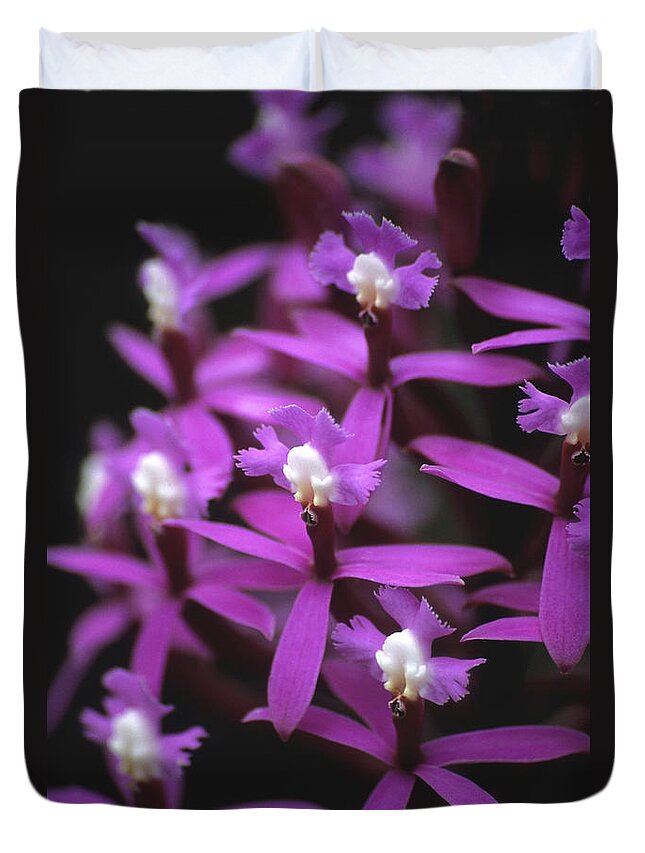 Orchids Duvet Cover featuring the photograph Epidendrum secundum Orchid Peru by James Brunker