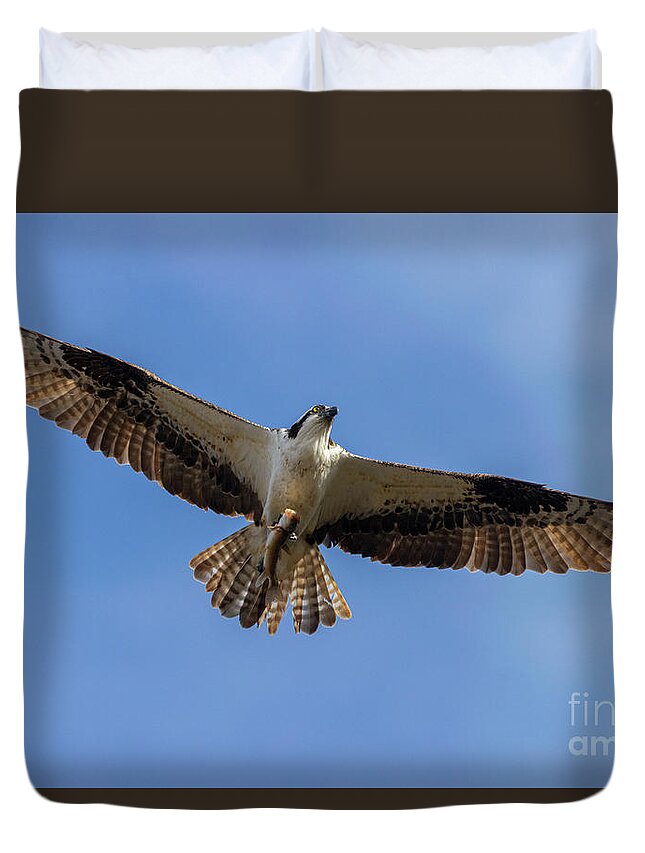 Osprey Duvet Cover featuring the photograph Osprey With Fish by Steven Krull