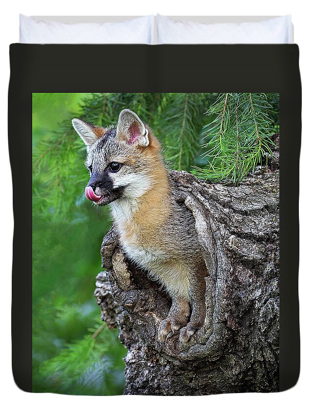 Fox Kit Duvet Cover featuring the photograph Out Pops a Gray Fox by Art Cole