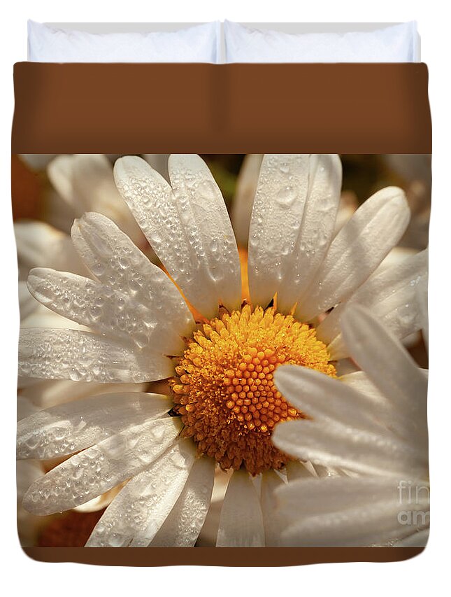 Daisy Duvet Cover featuring the photograph Oxeye wild daisys close up with morning dew drops by Simon Bratt