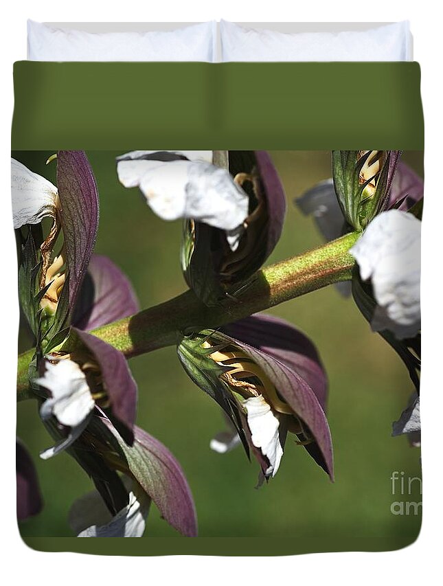 Oyster Plant Duvet Cover featuring the photograph Oyster Plant In Bloom by Joy Watson