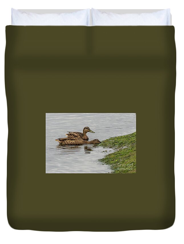 Water Duvet Cover featuring the photograph Pair Mallard Anas platyrhynchos Feeding On Eume River Mouth Pontedeume Galicia by Pablo Avanzini