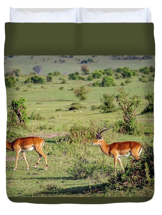 Impalas Duvet Cover featuring the photograph Pair of Impalas, Kenya by Aashish Vaidya