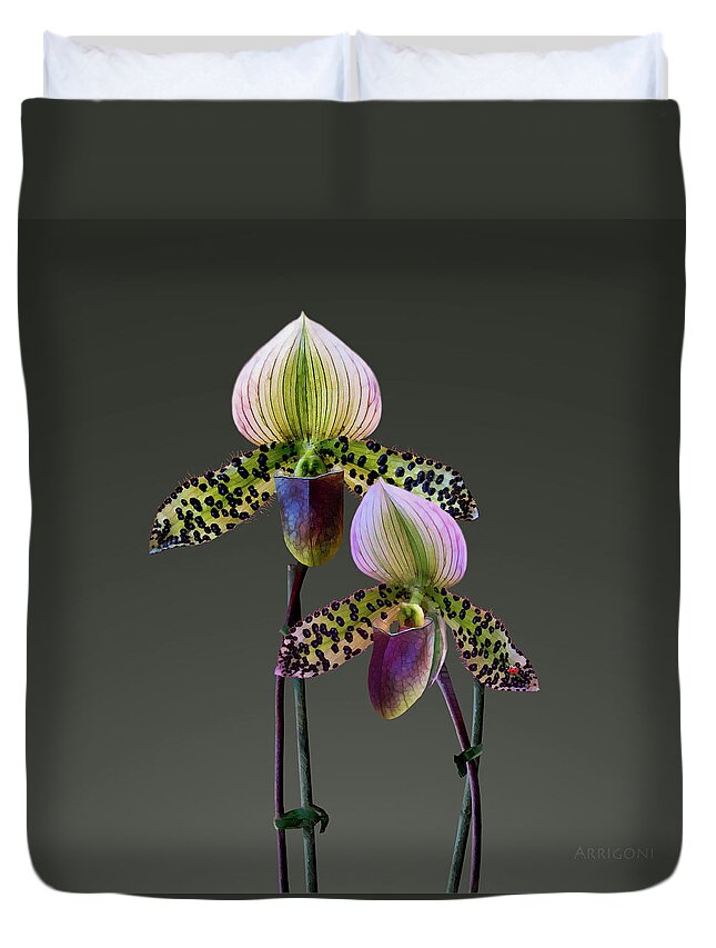 Paphiopedilum Orchids Duvet Cover featuring the painting Paphiopedilum Slipper Orchids by David Arrigoni