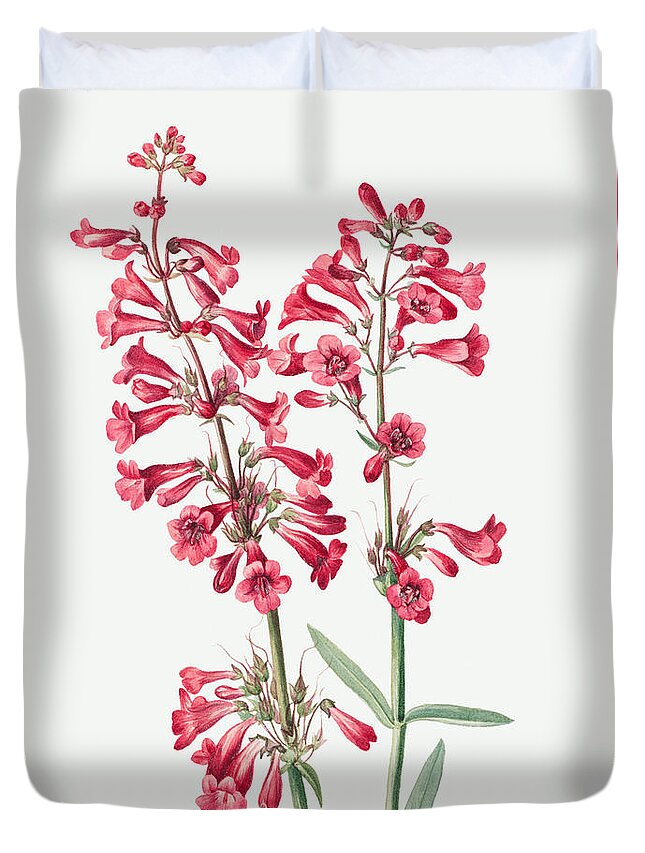Parry's Penstemon Duvet Cover featuring the painting Parry's Penstemon Flowers. ByMary Vaux Walcott by World Art Collective